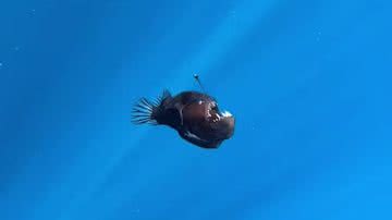 Peixe 'diabo negro' - Reprodução/Redes Sociais