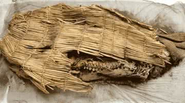 A múmia encontrada - Divulgação/Museu do Estado de Nevada