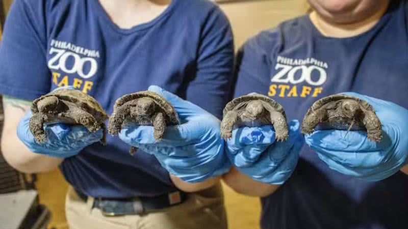 Filhotes de espécie rara nasceram em zoológico nos EUA - Divulgação/Philadelphia Zoo