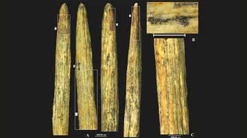 Quatro fotografias da parte cônica da ponta de lança de osso - Divulgação/Journal of Archaeological Science