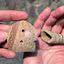 Fragmentos de chocalhos de bebês de 4.500 anos
