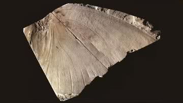 Fóssil esquecido por mais de 3 décadas - Divulgação/Paleontological Research