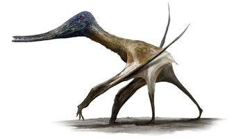 Na ilustração, um pterossauro - Divulgação/Rudolf Hima