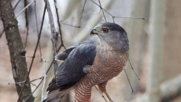 Gavião-galinha (Accipiter cooperi) - Getty Images