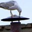 Gaivota na chaminé da Capela Sistina
