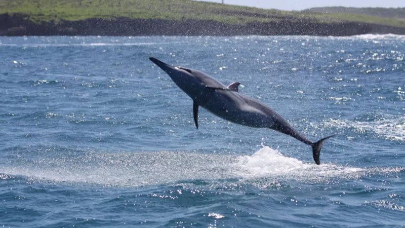 Golfinhos de Noronha revelam sistema de guarda para proteger o grupo - Divulgação/Projeto Golfinho Rotador