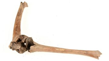 Fratura femoral analisada em estudo - Divulgação/Museu Cultural de Lund/Nelly Hercberg