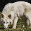 Empresa "criou" os lobos-terríveis em laboratório