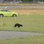 Registro de urso na pista de aeroporto no Japão