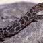 Lagarto da espécie Xantusia henshawi