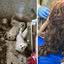 Cães foram encontrados em péssimas condições