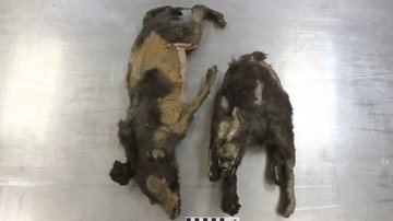 Dois filhotes de lobo mumificados encontrados na Sibéria - Divulgação/Royal Belgian Institute of Natural Sciences