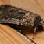Mariposa Bogong