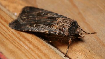 Mariposa Bogong - Getty Images