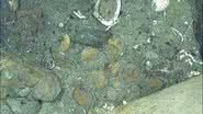 Detalhes de moedas de ouro identificadas no naufrágio do galeão San José - Divulgação/Antiquity/Vargas Ariza et al