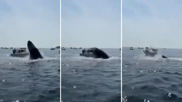 Sequência da baleia saltando e caindo em barco - Divulgação/ Redes Sociais
